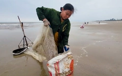 Hàng trăm người dân Hà Tĩnh ra bờ biển cào ốc tép, kiếm tiền triệu đầu năm
