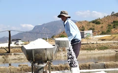 Diêm dân Ninh Thuận cũ vui khi muối được mùa được giá