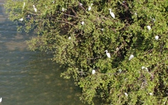 Cò về đậu bãi sông Hàn, nhiều người thích thú: Chuyên gia và địa phương nói gì?