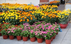 Bài tham dự sân chơi viết Chuyến xe mùa xuân: Chuyến xe ngày đoàn viên