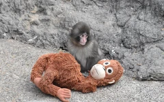 Cái ôm của khỉ mồ côi Punch khiến đười ươi nhồi bông 'cháy hàng', sốt giá