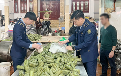 Khởi tố chủ cơ sở sản xuất giò chả sử dụng hàn the, thu giữ hơn 1,2 tấn thực phẩm vi phạm