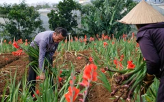 Hoa lay ơn nở trễ, nhà vườn vùng Đà Lạt nhổ bỏ cả cánh đồng