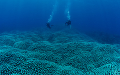 Phát hiện rạn san hô 'khủng' gần 4.000m²