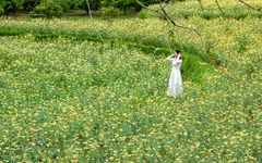 Lạc bước giữa bản Bắc Hoa vàng rực mùa cải cúc