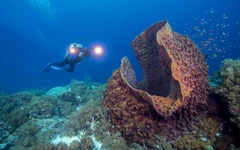 Phát hiện phân tử 541 triệu năm, hé lộ động vật đầu tiên trên Trái đất