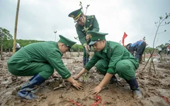 Mỗi cánh rừng được gây dựng là thêm một lớp phòng tuyến tự nhiên trước thiên tai