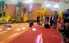 Sản vật Phương Nam ra Bắc trong hành trình du Xuân