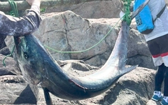 Người đàn ông câu được cá thu 63kg, dài gần 2 mét ở bán đảo Sơn Trà