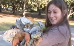 Vì sao kỳ nhông 'rụng như mưa' ở Florida?