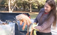 Vì sao kỳ nhông 'rụng như mưa' ở Florida?