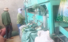 Khởi tố giám đốc công ty làm giả lúa giống ST24, ST25 bán hàng trăm tấn ra nhiều tỉnh thành