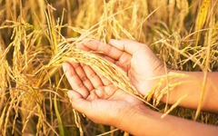 Gạo Việt phiêu lưu ký