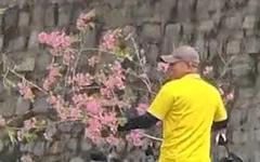 Người chặt cành mai anh đào tại nhà công vụ ở Đà Lạt nói gì khi công an mời làm việc?