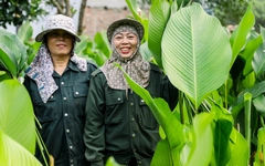 Thủ phủ lá dong Tràng Cát tất bật vào mùa thu hoạch Tết