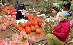 Nhiều loại 'sản vật tiến vua' được biến thành quà Tết sang trọng, hút khách