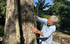 Cây sầu riêng trăm tuổi ở Cần Thơ vẫn xanh tốt, cho trái quanh năm