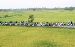 Cánh đồng lúa ở Xuân Thới Sơn hút khách ngắm hoàng hôn