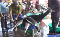 Trúng luồng cá cờ lớn, tàu cá của ngư dân Khánh Hòa nhộn nhịp cập cảng Hòn Rớ