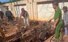 Cận cảnh 70 con chó nghi bị trộm đang nhốt tại một điểm giết mổ