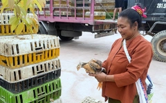 Trao tặng 7.500 con gà giống, hỗ trợ sinh kế cho người dân vùng lũ xã Mỹ Lý