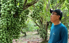 Ngắm vườn dâu da xanh ở Sa Đéc vào mùa trĩu quả