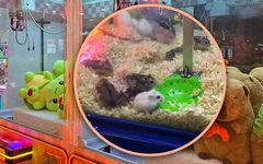 Chịu nổi không: Nhét chuột hamster vào... máy gắp thú bông