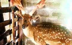 Hươu nuôi ở Hà Tĩnh cho ra cặp nhung ‘khủng’ nặng 5,43kg