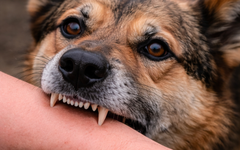 Chó dại cắn nhiều người, đầu năm Đà Nẵng ghi nhận thêm 7 ổ dịch