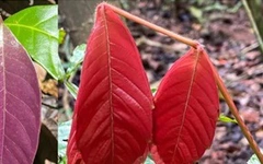 Chiêu ngụy trang tinh vi của muồm muỗm khiến khoa học bất ngờ