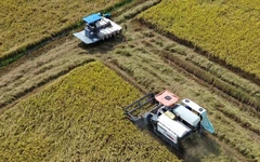 Lúa đông xuân thoát hạn mặn, đạt năng suất cao nhưng giá giảm