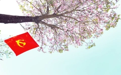 Hoa ban tím nở rộ ở A Lưới, 'kéo' Tây Bắc về xứ Huế