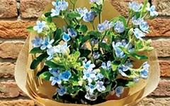 Chọn hoa gì để gửi yêu thương đến phụ nữ trong ngày 8-3?