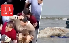 Bản tin 30s Nóng: Tạm giữ 11 người trong vụ dàn cảnh cướp giật; Xác cá voi 10m dạt vào bờ biển