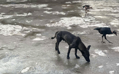 Chó dại cắn 6 người tại Đắk Lắk