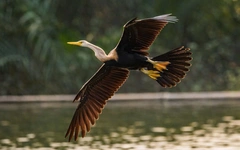 Chim cổ rắn xuất hiện nhiều hơn ở hồ Bán Nguyệt, Phú Mỹ Hưng