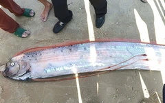 Cá rồng biển hiếm gặp trôi dạt vào biển La Gi được ngư dân chôn cất