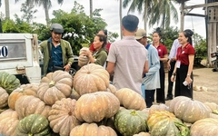 ‘Giải cứu’ hàng trăm tấn bí đỏ tồn đọng ở Cà Mau