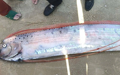 Liên tiếp 2 con cá rồng biển quý hiếm trôi dạt vào biển Mũi Né