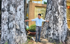 Hai cây dầu rái trăm tuổi nổi bật bên đường ở xã Đông Thạnh, TP.HCM