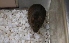 Nhân bản vô tính không thể kéo dài vô hạn, dừng lại ở thế hệ 58