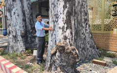 Hai cây dầu rái trăm tuổi ở Đông Thạnh được người dân gìn giữ