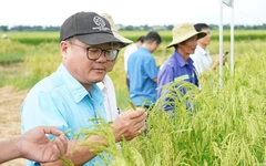 Phục hồi thành công nguồn gene thuần chủng 'nếp tiến vua' ở Quảng Ngãi