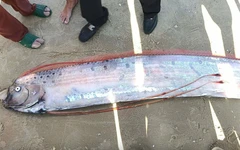 Liên tiếp cá rồng biển xuất hiện gần bờ: Chuyên gia nói gì?