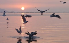 Hải âu ‘săn’ cá ở Rạch Giá, dân nhiếp ảnh đổ xô săn hình