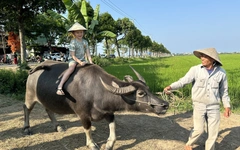 Du khách hào hứng trải nghiệm cưỡi trâu, chụp ảnh giữa đồng lúa ở Hội An