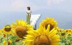 Rực vàng cánh đồng hoa hướng dương ven sông Vu Gia, du khách đổ xô check-in