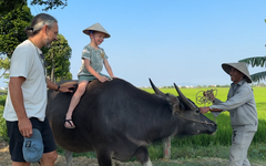 Du khách thích thú với dịch vụ cưỡi trâu tại Hội An