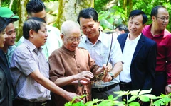 53 năm phát hiện Sâm Ngọc Linh: "Quốc bảo" vẫn còn lắm gian nan
