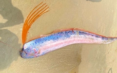 Xác cá hố rồng dài gần 2m dạt vào bờ biển Đà Nẵng